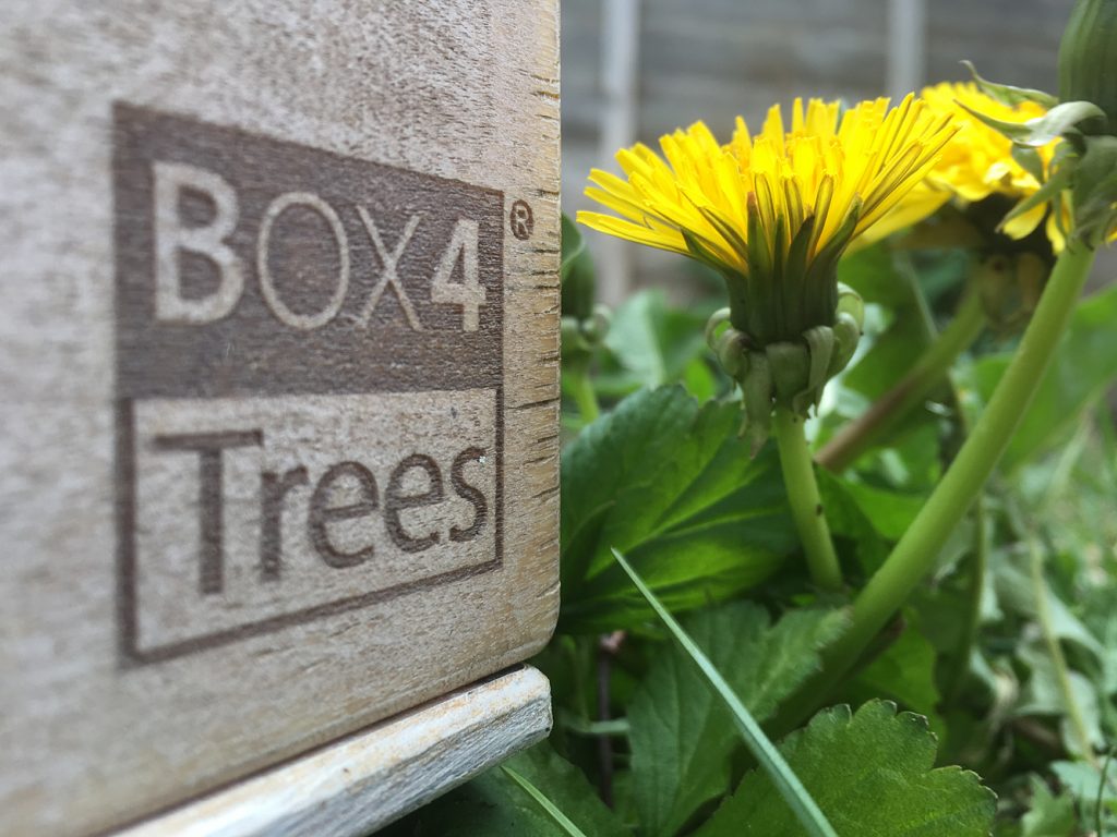 BOX4Trees_detail_0048